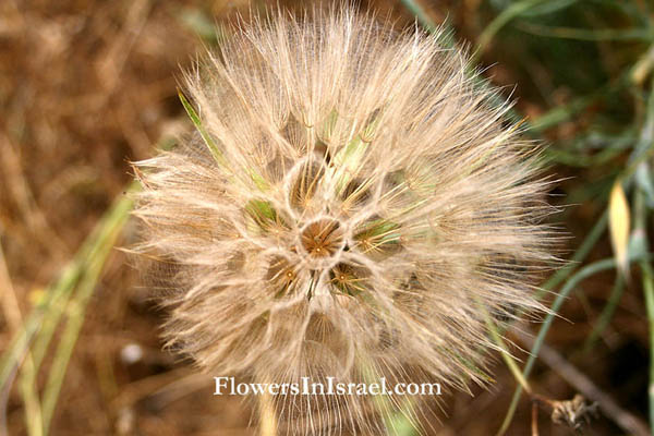 Lactuca tuberosa, Lactuca cretica, Tuberous Lettuce, חסה כחולת-פרחים