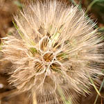 Lactuca tuberosa, Israel Wildflowers, Send flowers online