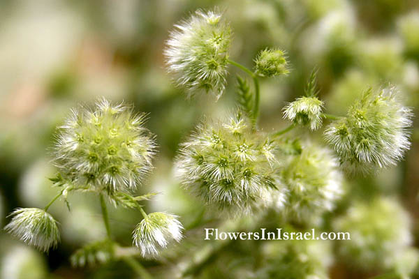 Lagoecia cuminoides, Common wild cumin, נוצנית כדורית,  كراويا بري