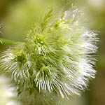 Lagoecia cuminoides, Israel, green wildflowers