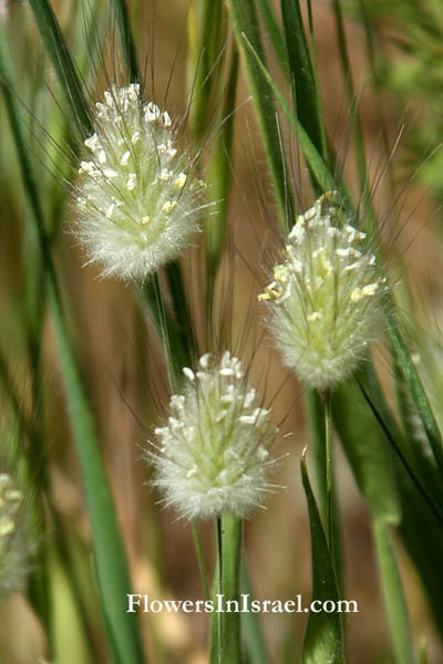 Lagurus ovatus, Hare's Tail,Turk's-head grass, זנב-ארנבת ביצני, ذيل الأرنب