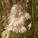 Lamarckia aurea, Israel, green wildflowers