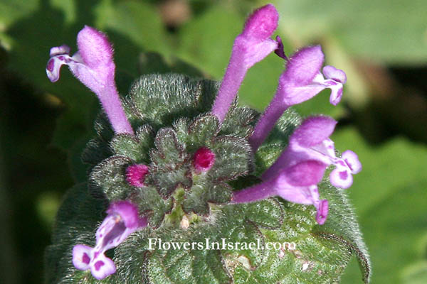 Lamium amplexicaule, Jasnota różowa,Giraffe's Head, Henbit Deadnettle, Greater Henbit, Henbit Dead-nettle, נזמית לופתת, فم السمك خوذيه