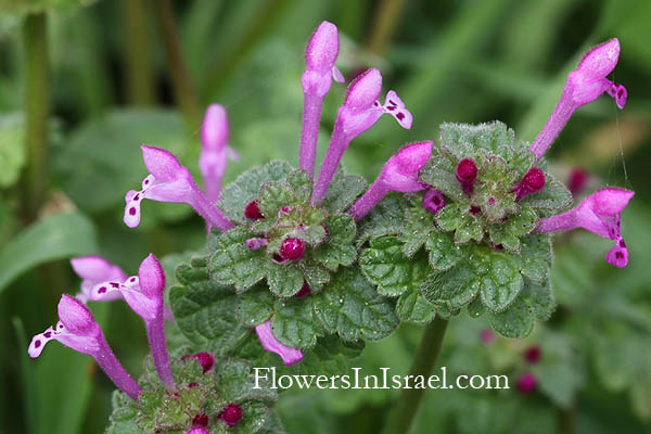 Lamium amplexicaule, Jasnota różowa,Mjukplister, Henbit deadnettle, Hoenderbeet, נזמית לופתת