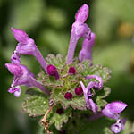 Lamium amplexicaule, Israel Wildflowers, Send flowers online