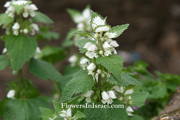 Lamium moschatum, Musk deadnettle, قريصة الدجاجة, נזמית לבנה