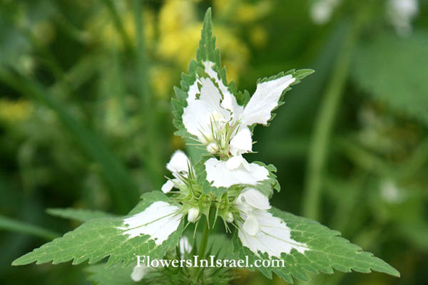 Lamium moschatum, Musk deadnettle, قريصة الدجاجة, נזמית לבנה