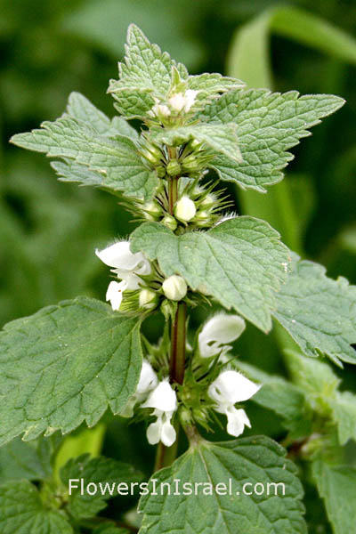 Lamium moschatum, Musk deadnettle, قريصة الدجاجة, נזמית לבנה