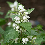 Lamium moschatum, Flora, Israel, wild flowers