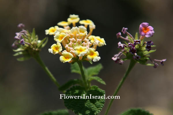 Lantana camara, Lantana armata, Lantana aculeata,Spanish Flag, Red (yellow, wild) Sage, Wandelröschen, Wisselbloem, לנטנה ססגונית