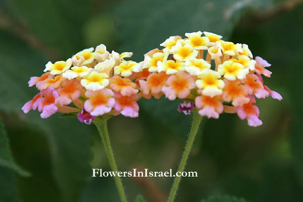 Study of wild plants of the holy land