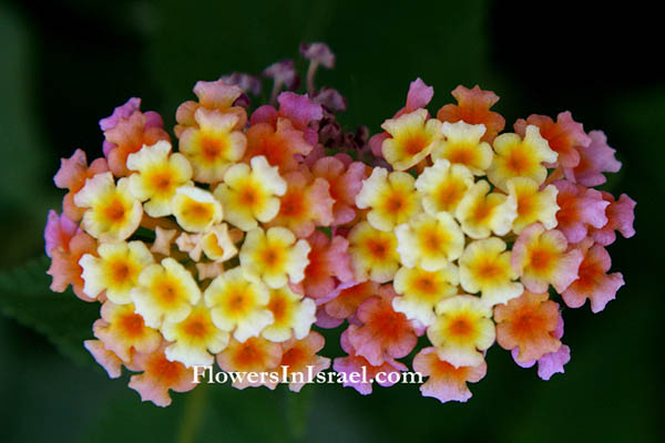 Lantana camara, Lantana armata, Lantana aculeata,Spanish Flag, Red (yellow, wild) Sage, Wandelröschen, Wisselbloem, לנטנה ססגונית