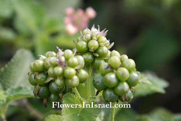 Lantana camara, Lantana armata, Lantana aculeata,Spanish Flag, Red (yellow, wild) Sage, Wandelröschen, Wisselbloem, לנטנה ססגונית