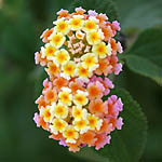 Lantana camara, Israel, Pink Flora, Wildflowers