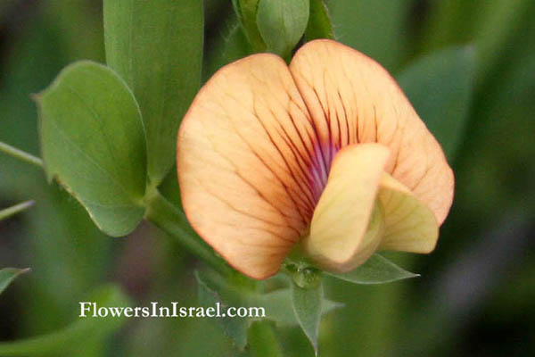 Lathyrus blepharicarpos, Lathyrus blepharicarpus, Ciliate Vetchling, טופח ריסני