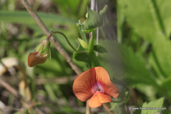 Lathyrus blepharicarpos, Lathyrus blepharicarpus, Ciliate Vetchling, טופח ריסני