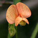 Lathyrus blepharicarpos, Israel, Orange Flowers