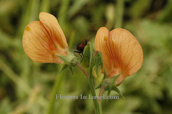 Lathyrus hierosolymitanus, Jerusalem vetchling, טופח ירושלים