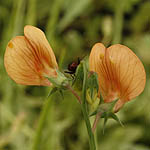 Lathyrus hierosolymitanus, Israel Wildflowers, Send flowers online