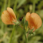 Lathyrus hierosolymitanus, Israel, Orange Flowers