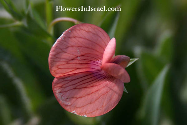 Lathyrus marmoratus, Vetchling, טופח נאה