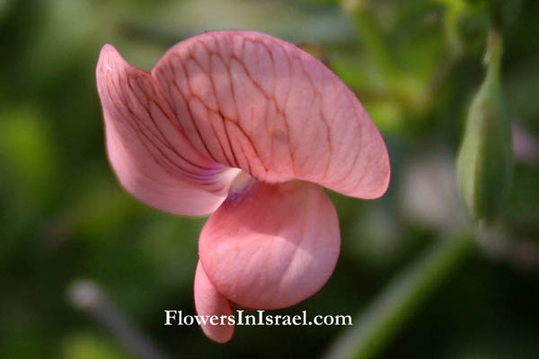 Lathyrus marmoratus, Vetchling, טופח נאה