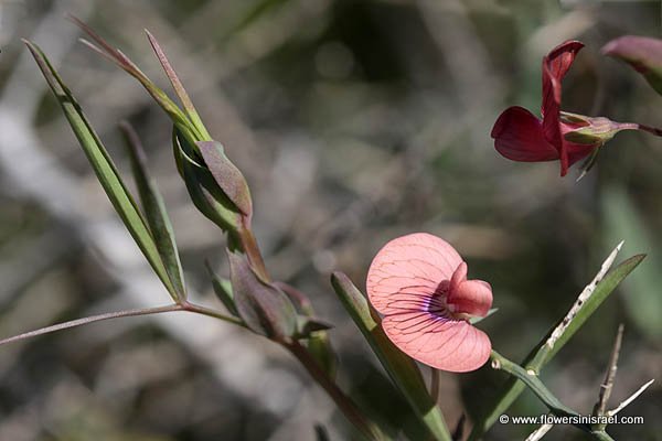 Lathyrus marmoratus, Vetchling, טופח נאה