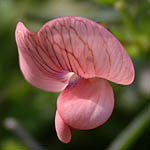 Lathyrus marmoratus, Israel, wild purple flowers