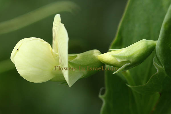 Israel, Flowers, Palestine, Botany