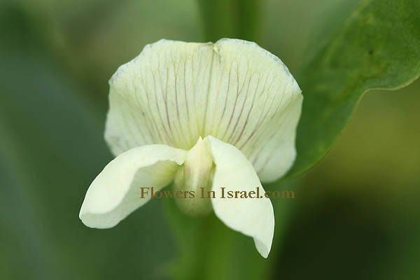 Flowers in Israel (Israel wildflowers and native plants)