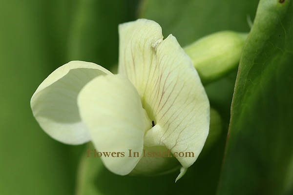 Lathyrus ochrus, Winged vetchling, Cyprus-vetch, טופח גדול, الجلبان الأصفر