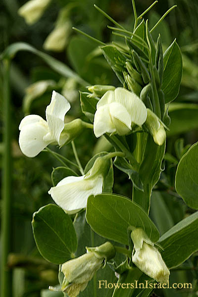 Lathyrus ochrus, Winged vetchling, Cyprus-vetch, טופח גדול, الجلبان الأصفر