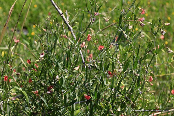 Lathyrus sphaericus, Lathyrus coccineus, Slender Wild-pea, الجلبان الكروي,טופח כדורי