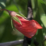 Lathyrus sphaericus, Lathyrus coccineus, Slender Wild-pea, טופח כדורי