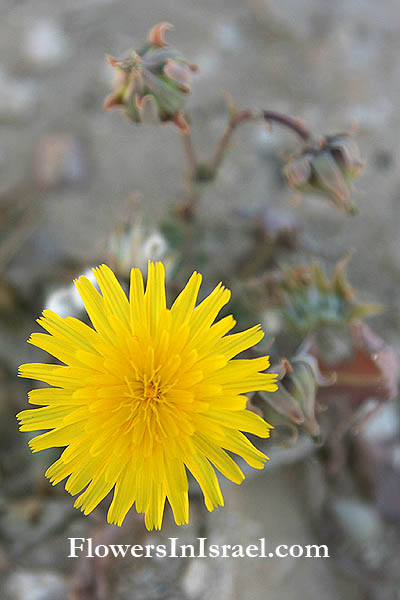 Launaea angustifolia, Launaea arabica, Arabian launea, לוניאה צרת-עלים