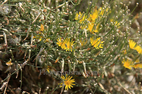 Flowers of the Holy Land (Israel wild flowers)