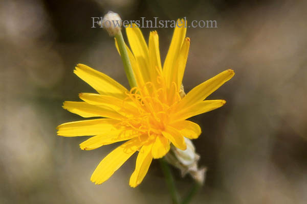 Launaea nudicaulis, Bold-Leaf Launaeae, לוניאה שרועה