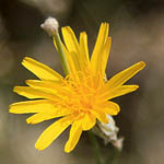 Launaea nudicaulis, Israel Wildflowers, Send flowers online