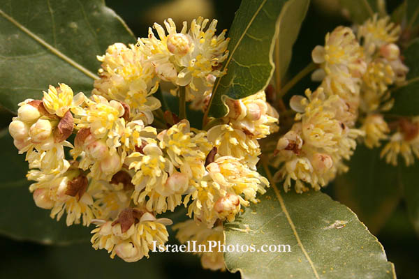 Laurus nobilis, True Laurel, Sweet Bay, ער אציל