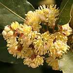 Laurus nobilis, Israel Wildflowers, cream flowers