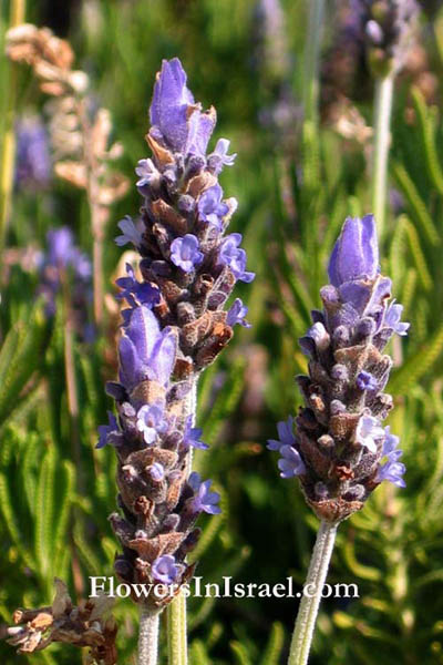 Flowers in the Holy Land (Israel wild flowers)