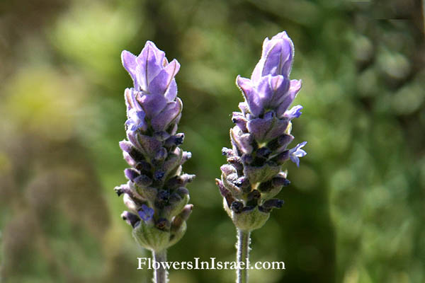 Lavandula dentata, French Lavender, אזוביון משונן, الضرم المسنن 