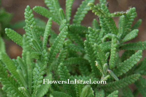 Lavandula dentata, French Lavender, אזוביון משונן , الضرم المسنن, Ramat Hanadiv Memorial Gardens