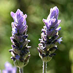 Lavandula dentata, Israel Wildflowers, Send flowers online