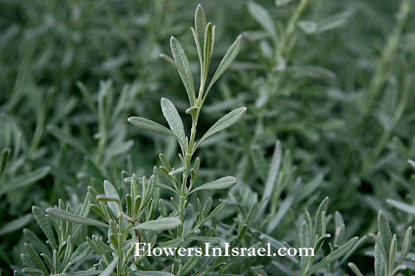 Lavandula officinalis, Lavandula angustifolia, Lavandula pyrenaica, Lavandula spica, Lavandula vera, Common lavender, True lavender, English lavender, אזוביון רפואי,خُزَامَى