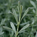 Lavandula officinalis, Israel, wild purple flowers