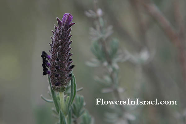 Lavandula stoechas, French Lavender, Spanish Lavender, Stoechas Lavender, Topped Lavender, الضرم المكور ,אזוביון דגול