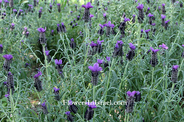 Lavandula stoechas, French Lavender, Spanish Lavender, Stoechas Lavender, Topped Lavender,אזוביון דגול,الضرم المكور 