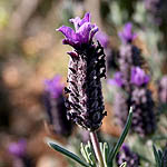 Lavandula stoechas, Israel Wildflowers, Send flowers online