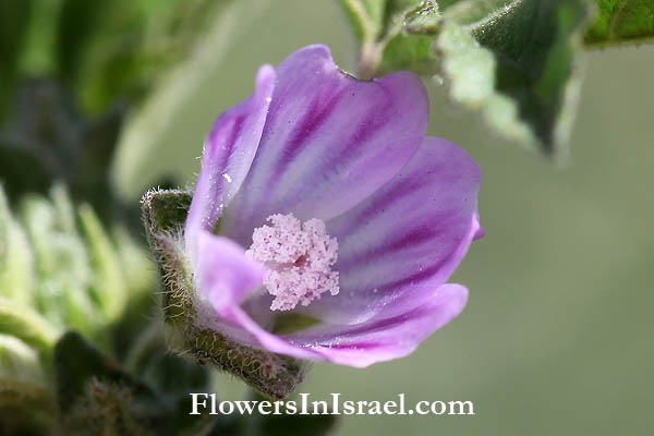 Flowers  and wild plants of israel
